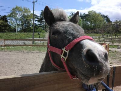 Daisen Riding Center