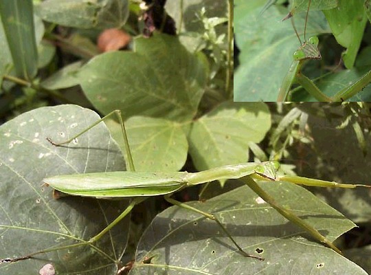 秋 カマキリの秘密