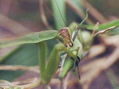 秋 カマキリの秘密