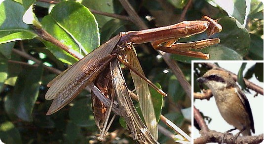 秋 カマキリの秘密