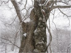 奥大山巨大ブナコース